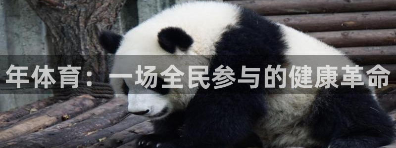 vsport体育平台app：年体育：